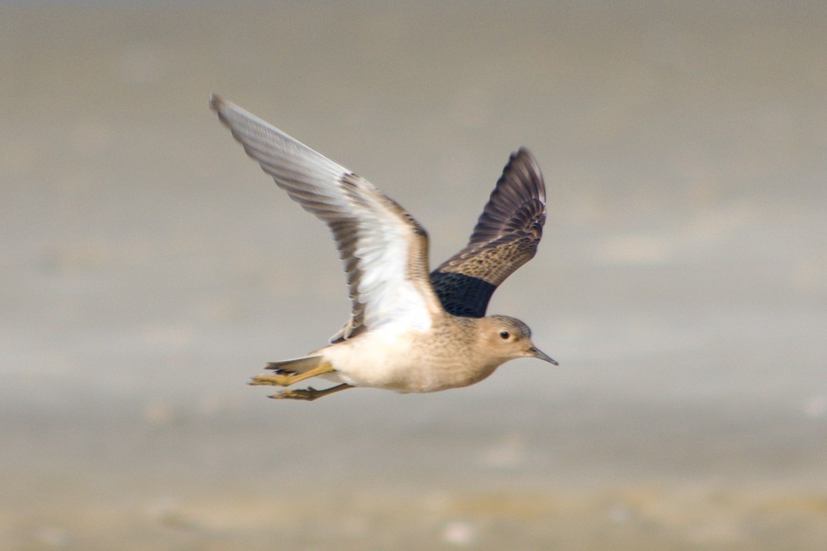 Buff-breasted Sandpiper - ML369224901