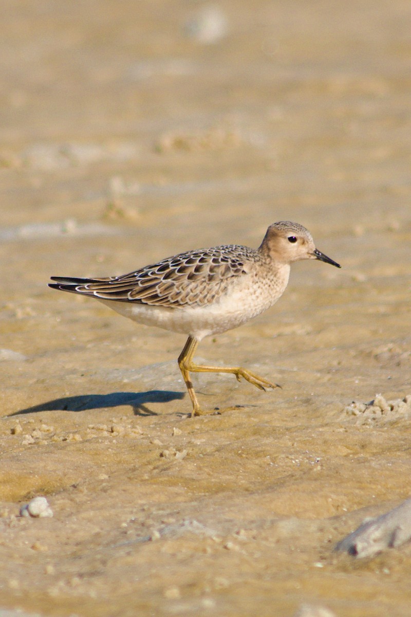 Buff-breasted Sandpiper - ML369225001