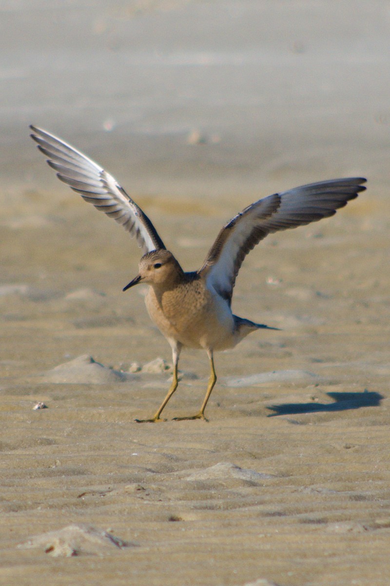 Buff-breasted Sandpiper - ML369225021