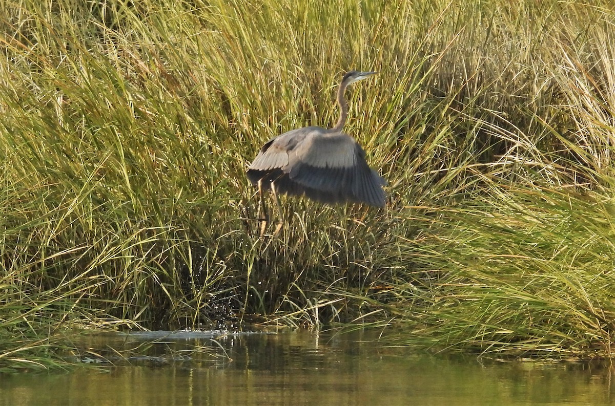 Great Blue Heron - ML369225071