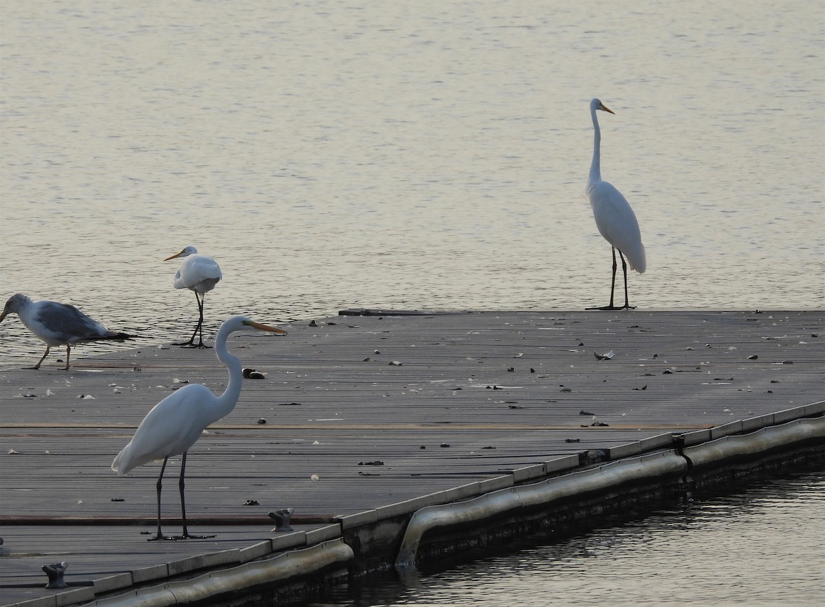 Great Egret - ML369225321