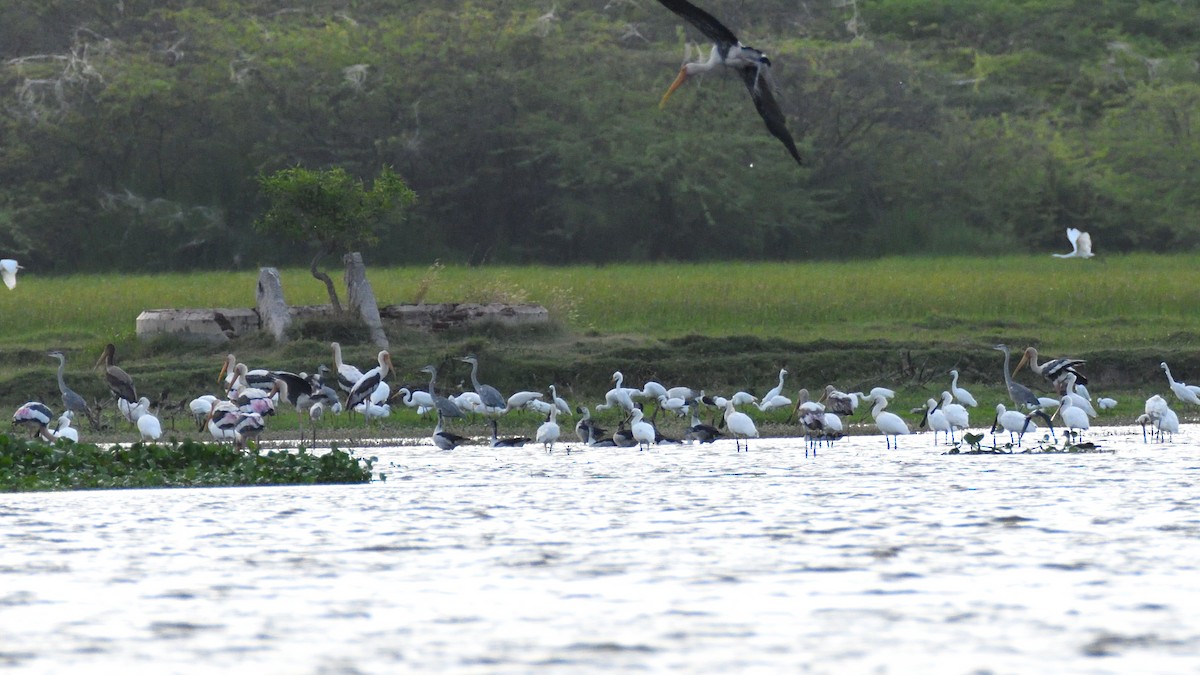 Knob-billed Duck - ML369226661