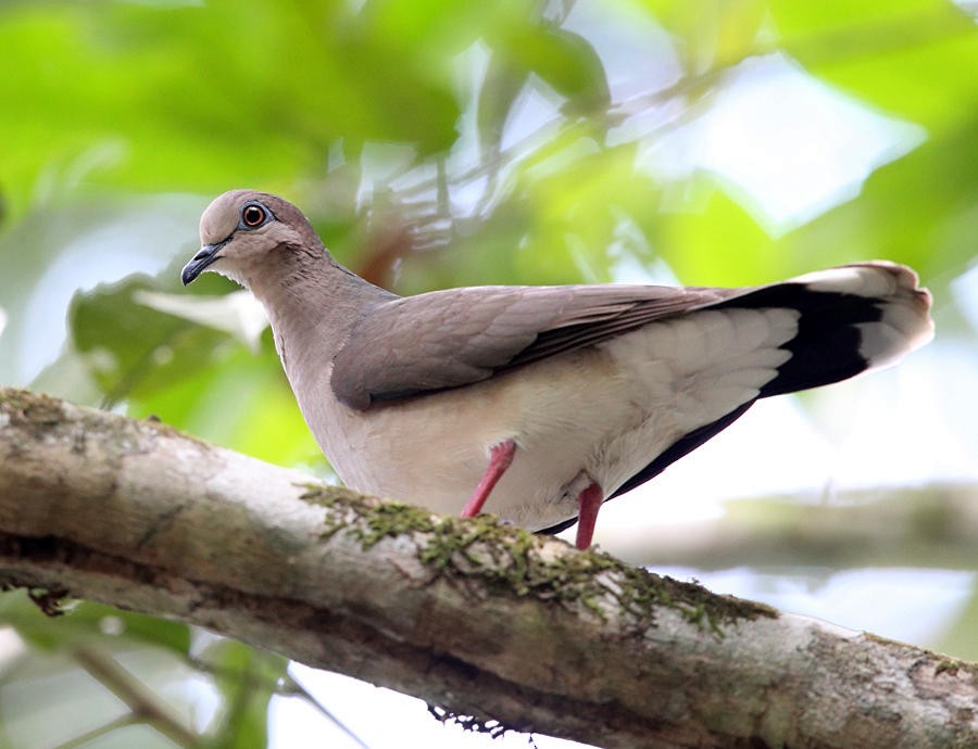 White-tipped Dove - Tom Murray