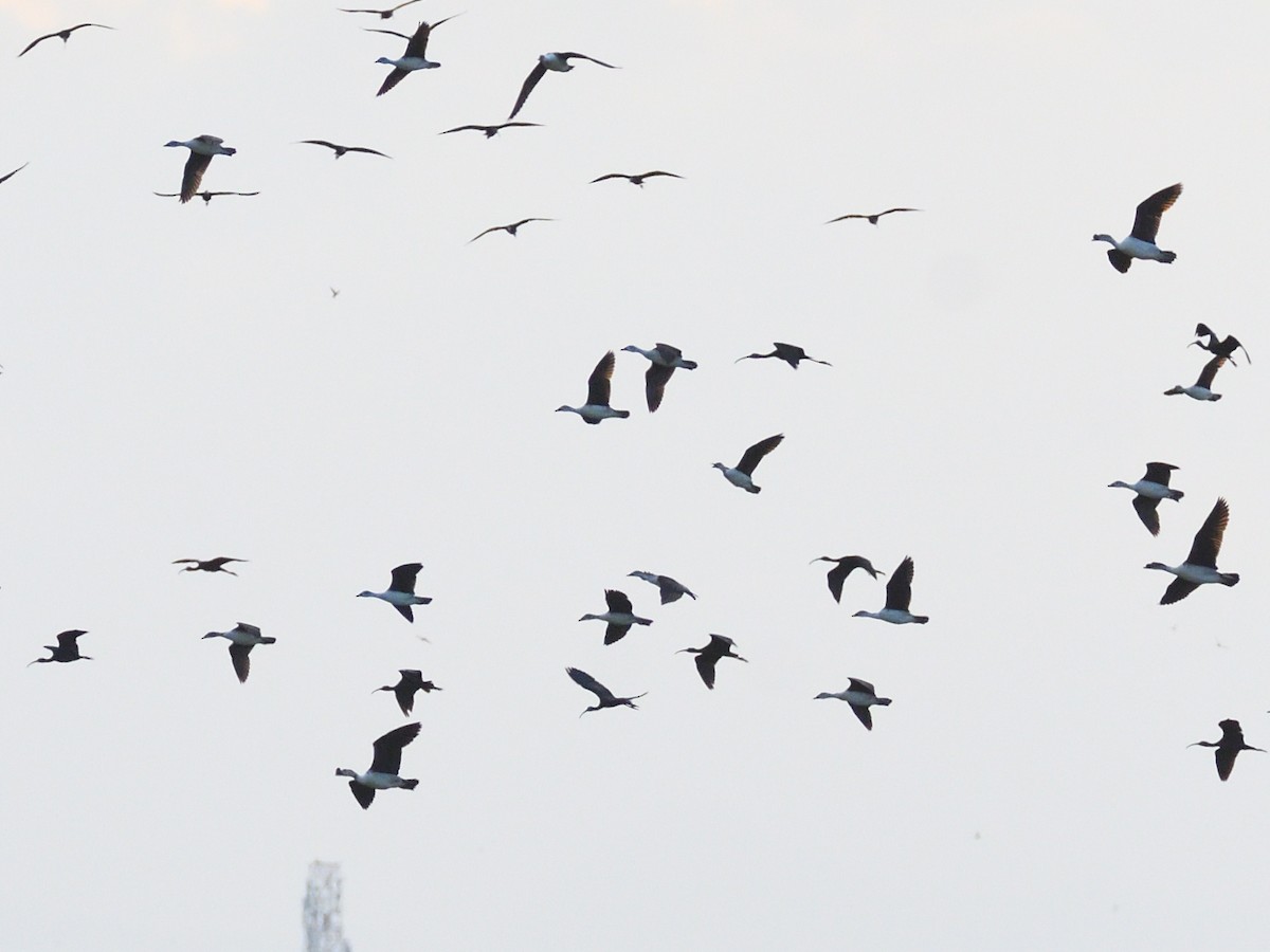 Knob-billed Duck - Haemoglobin Dr