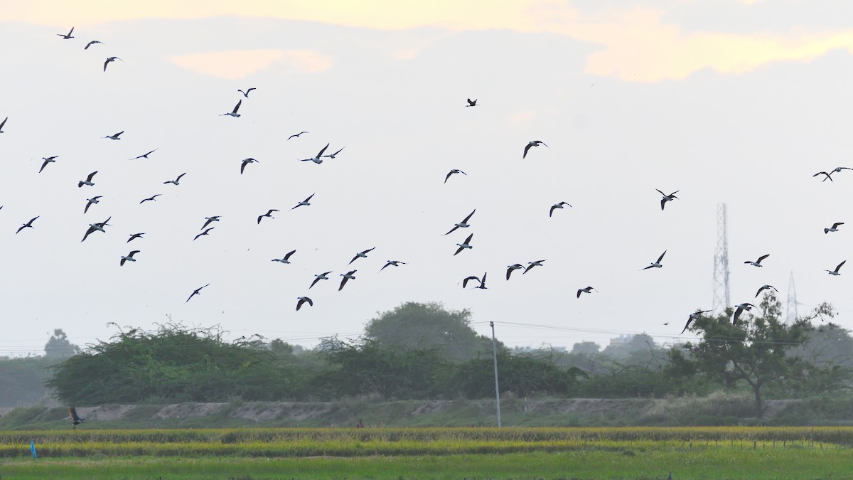 Knob-billed Duck - ML369226991