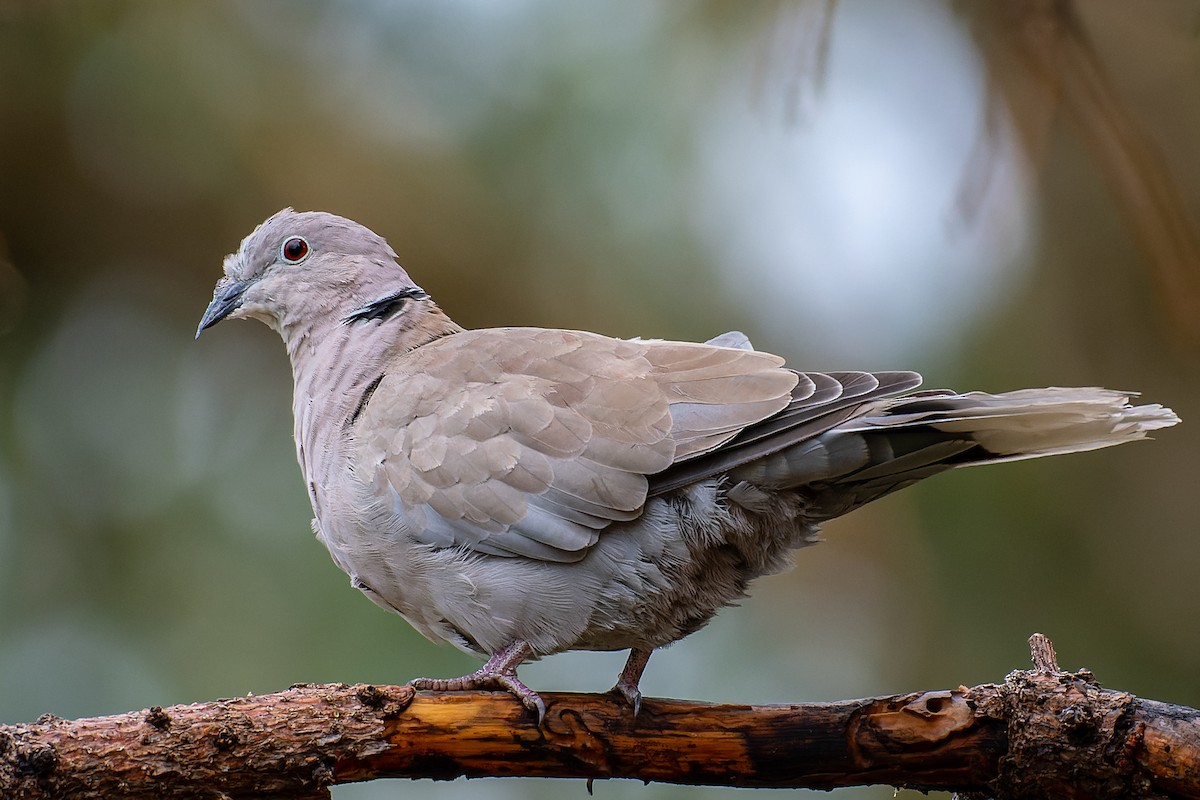 Eurasian Collared-Dove - ML369227381