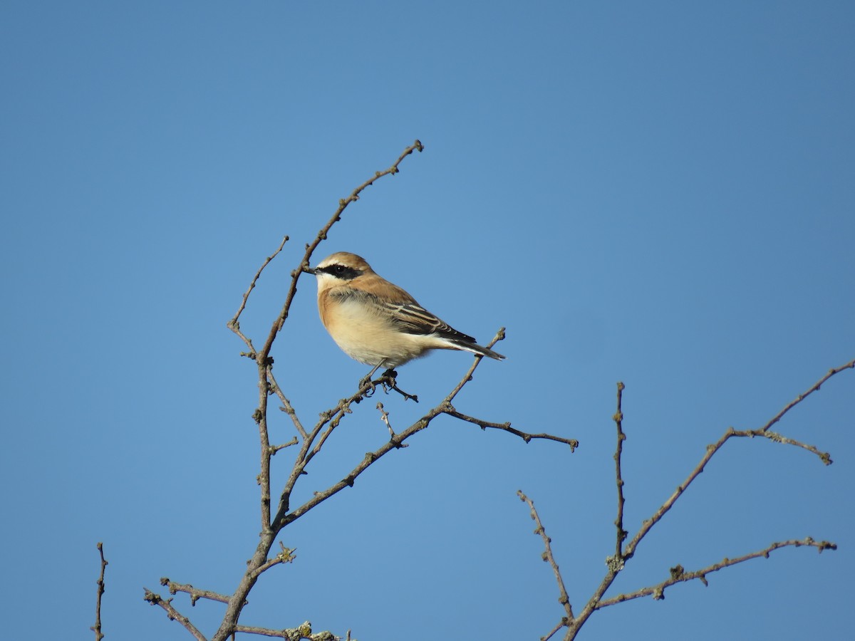 Western Black-eared Wheatear - Jesús Ruiz Rodrigo