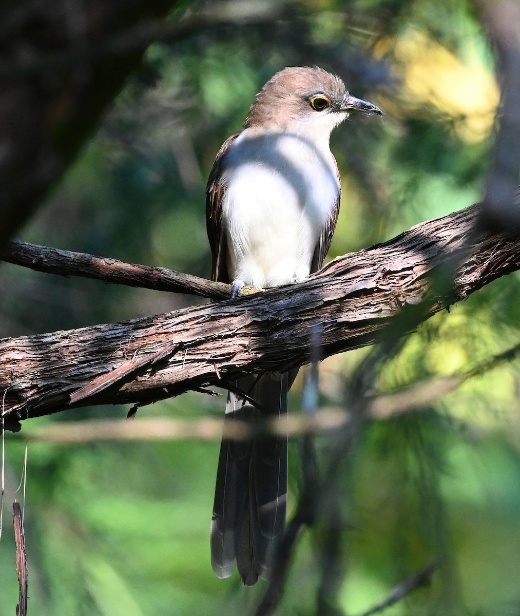 Black-billed Cuckoo - ML369228261