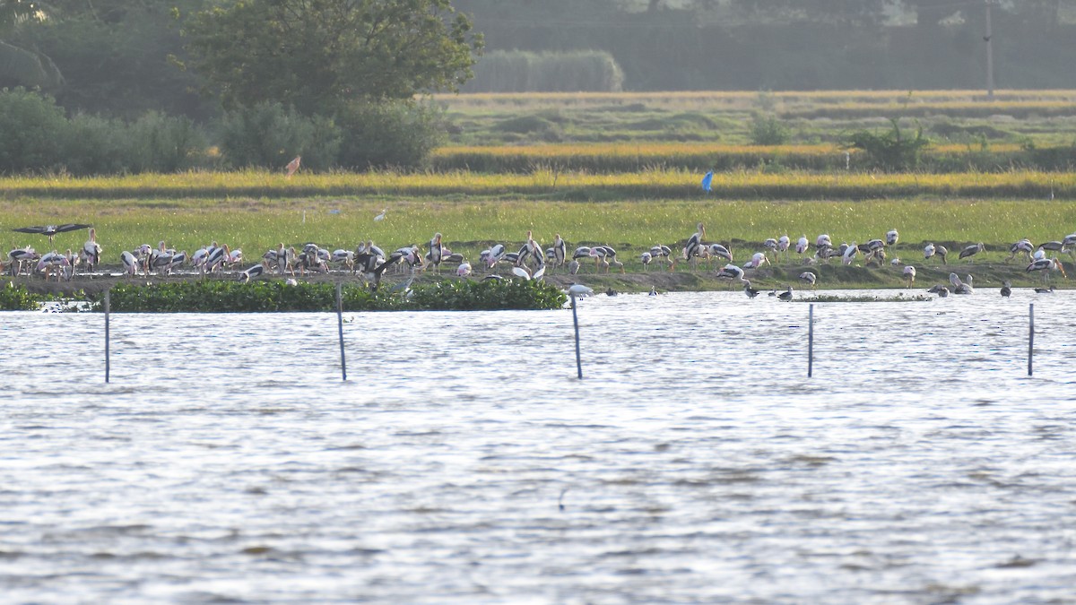 Painted Stork - ML369228901