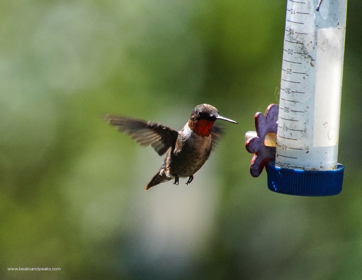 Ruby-throated Hummingbird - William Orellana (Beaks and Peaks)