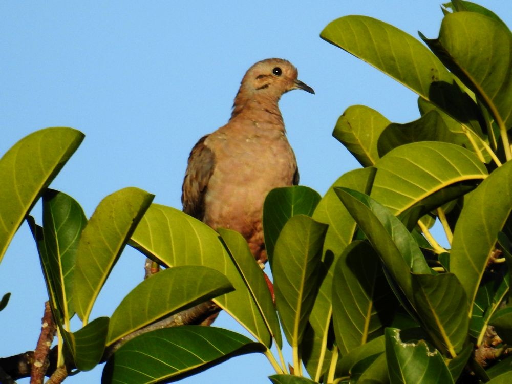 Eared Dove - ML369229891