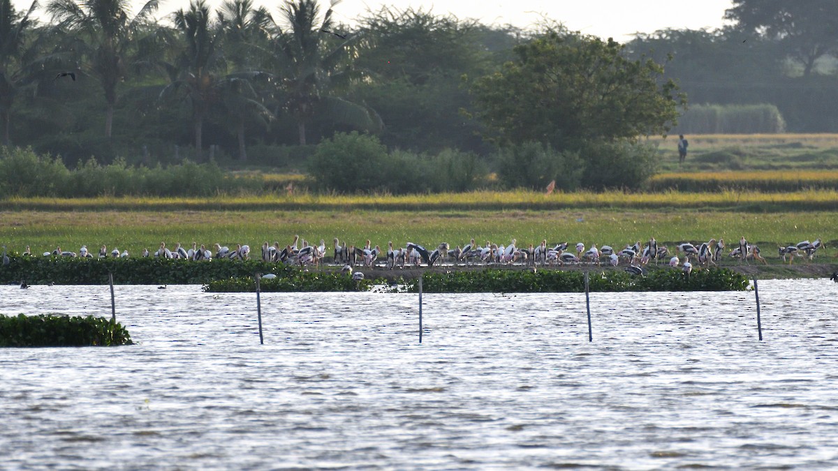 Painted Stork - ML369230301