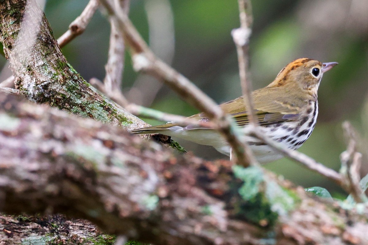 カマドムシクイ - ML369230901