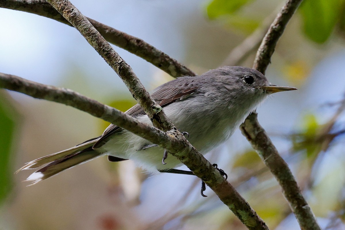 ブユムシクイ - ML369230931