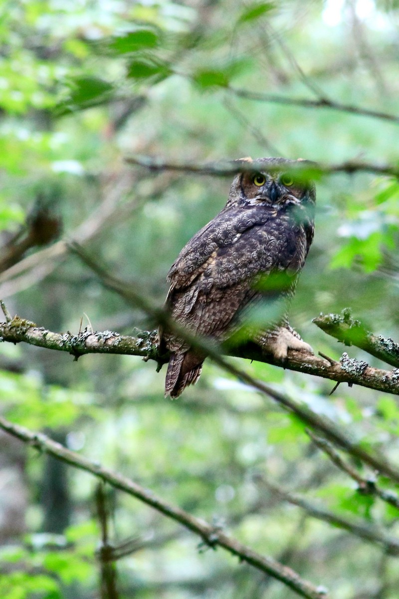 Great Horned Owl - ML369231041