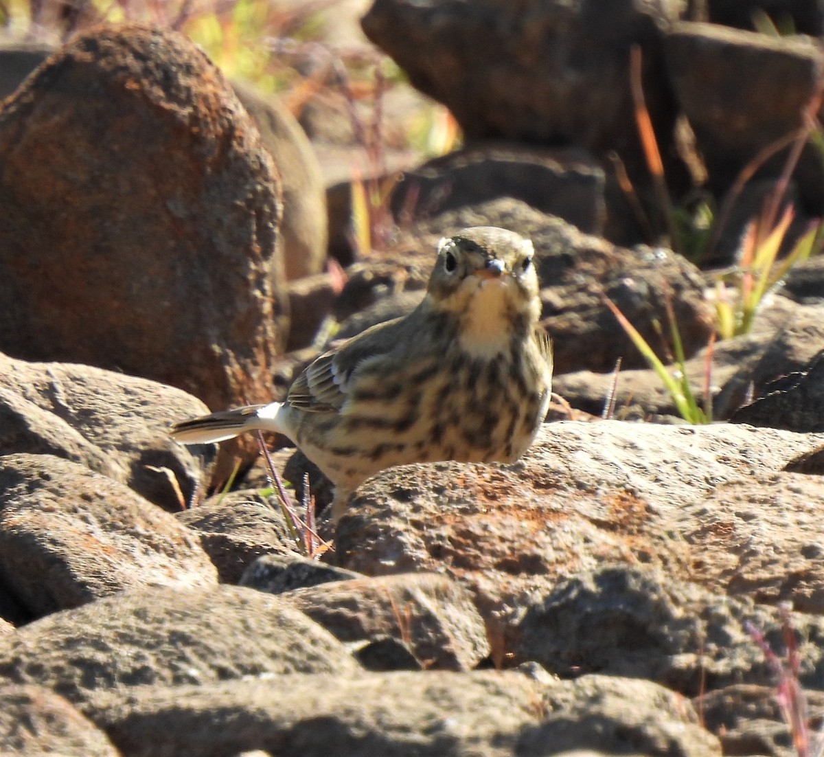 American Pipit - Rick Bennett