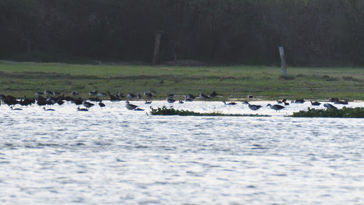 Knob-billed Duck - ML369233121