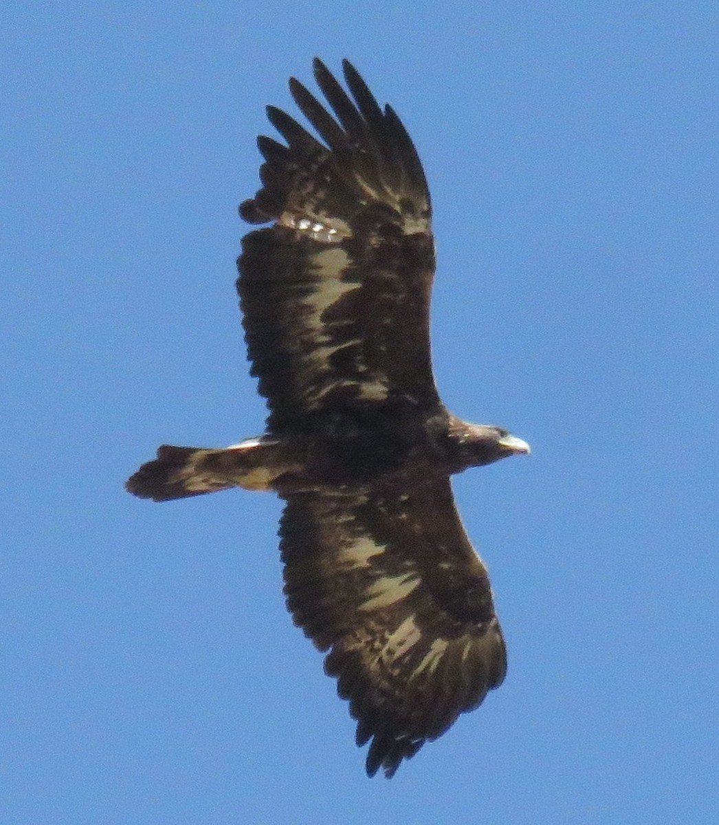 Golden Eagle - ML369233191