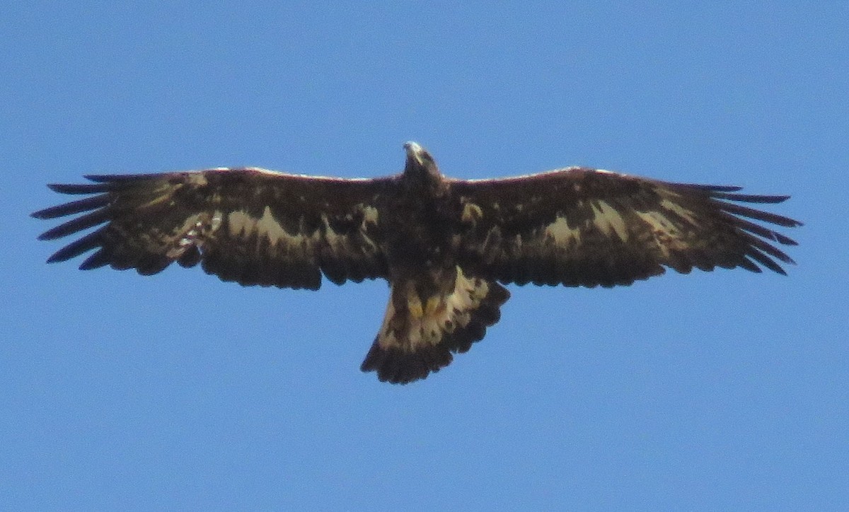 Golden Eagle - ML369233201