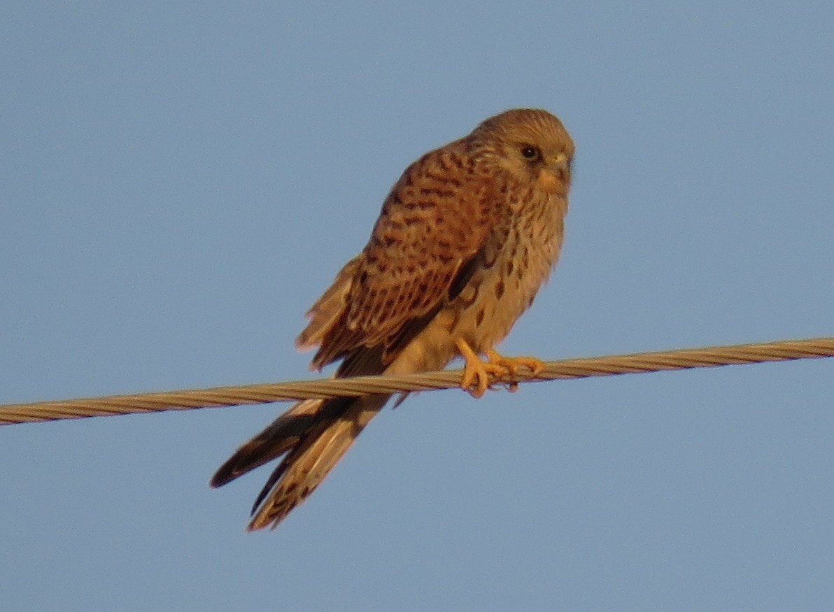 Lesser Kestrel - ML369233991