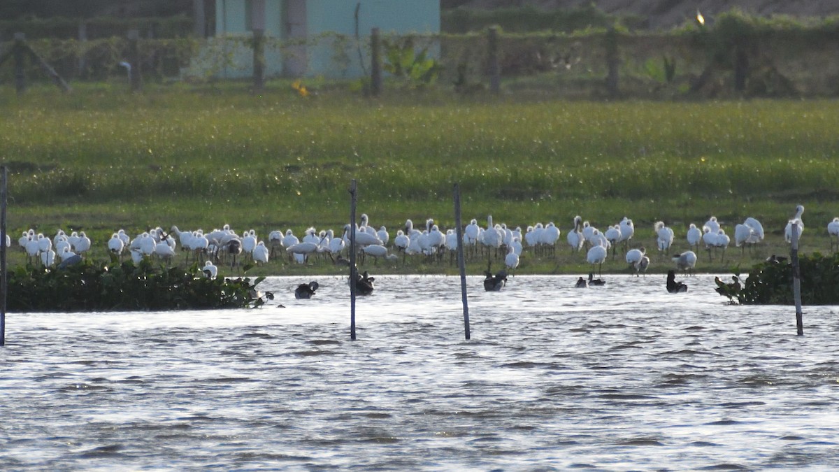 Eurasian Spoonbill - ML369234171