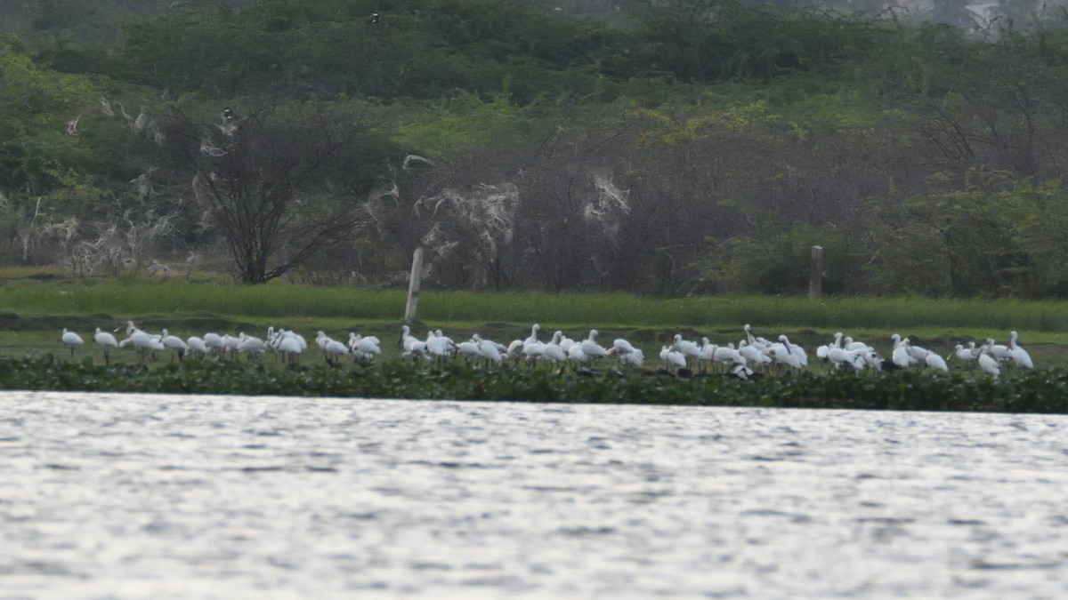 Eurasian Spoonbill - ML369234361