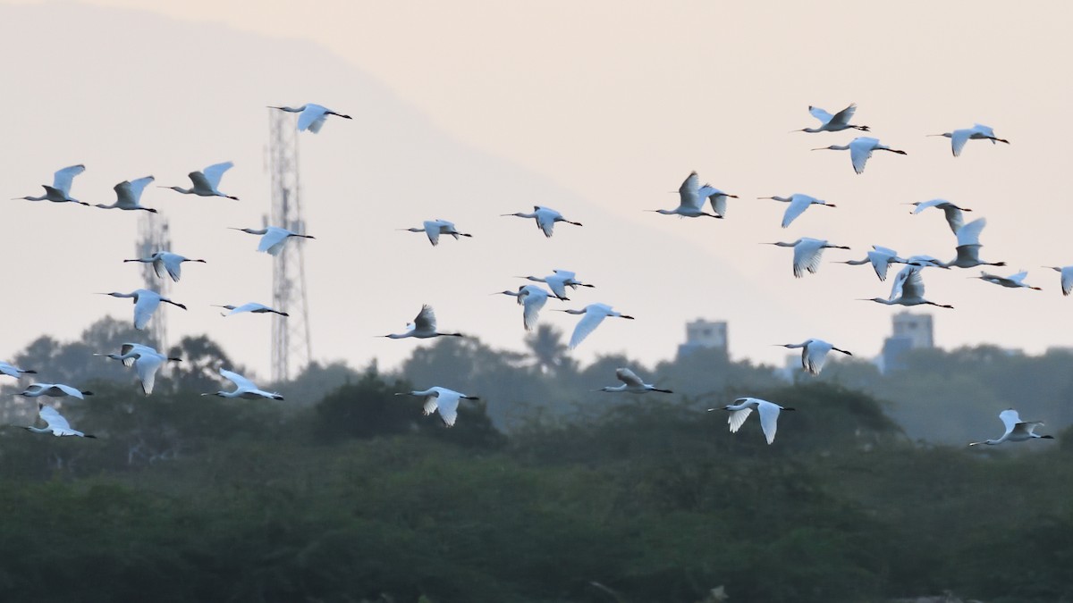 Eurasian Spoonbill - ML369234581