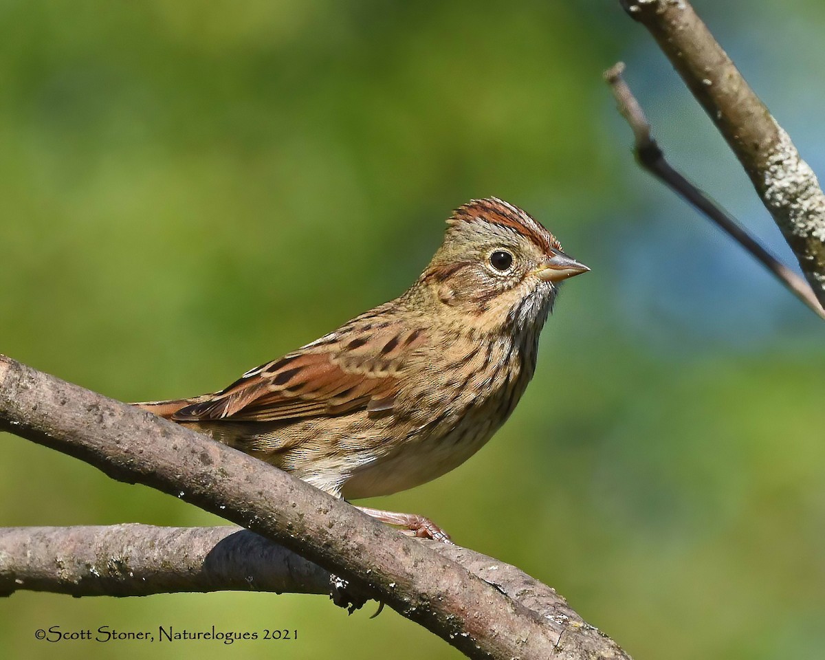 Lincoln's Sparrow - ML369235101