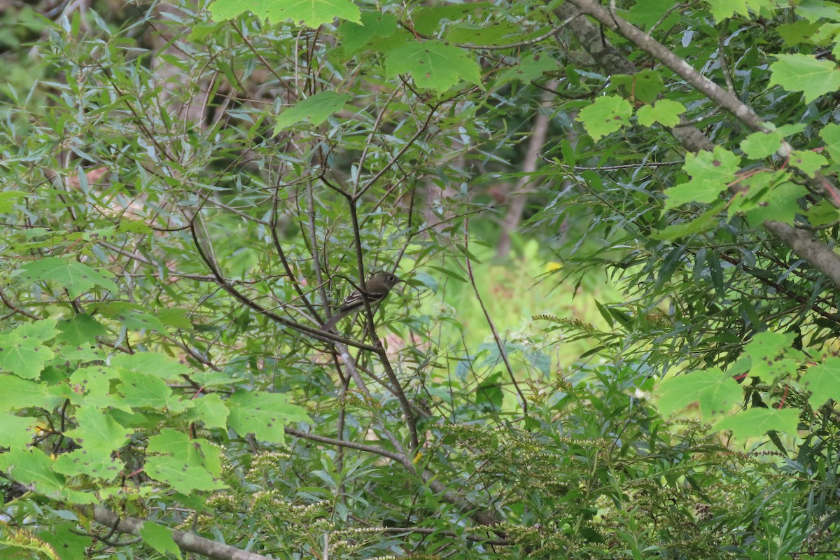 småempid - ML369235561