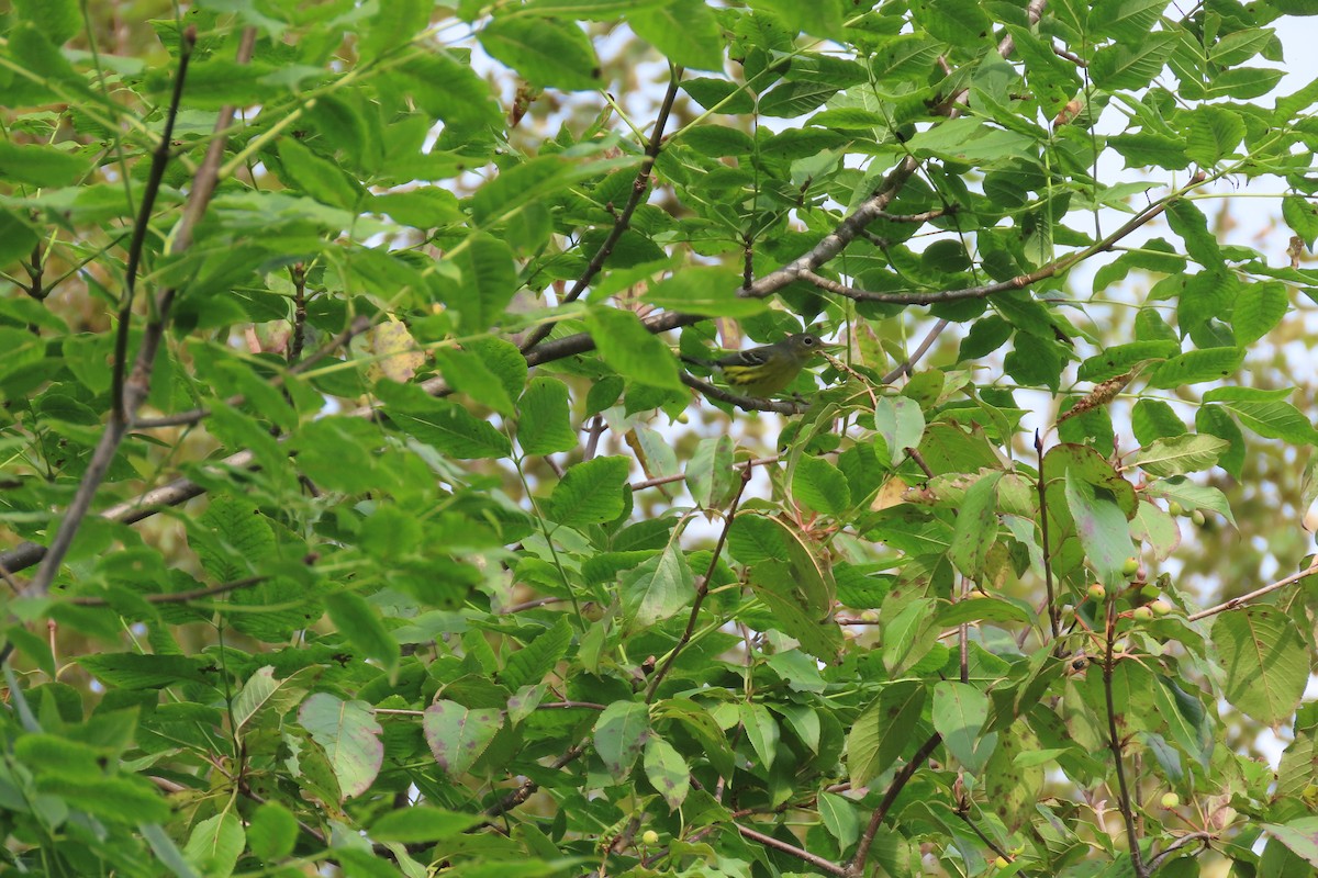 magnoliaparula - ML369235871
