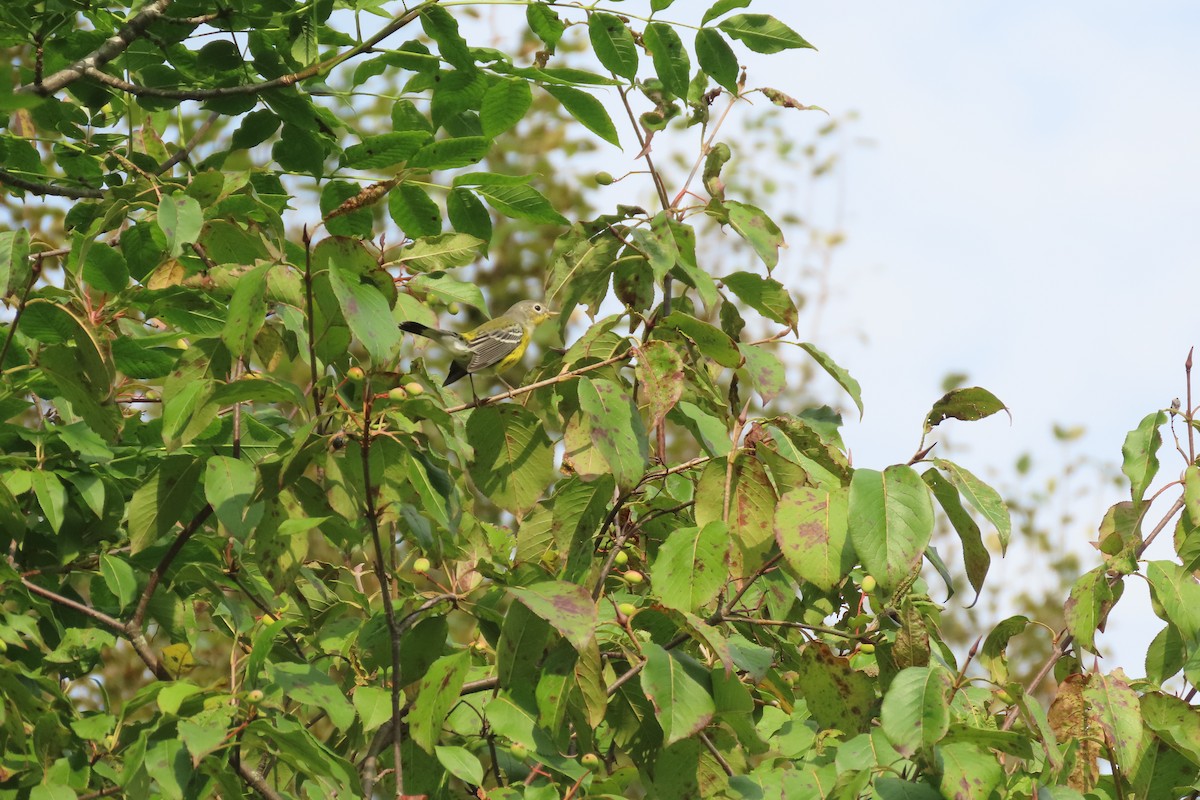 magnoliaparula - ML369235991