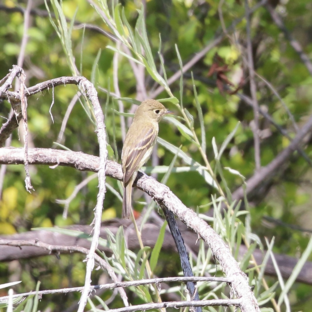 Western Flycatcher (Cordilleran) - ML369236861