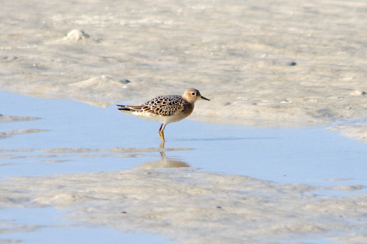 Buff-breasted Sandpiper - ML369237521