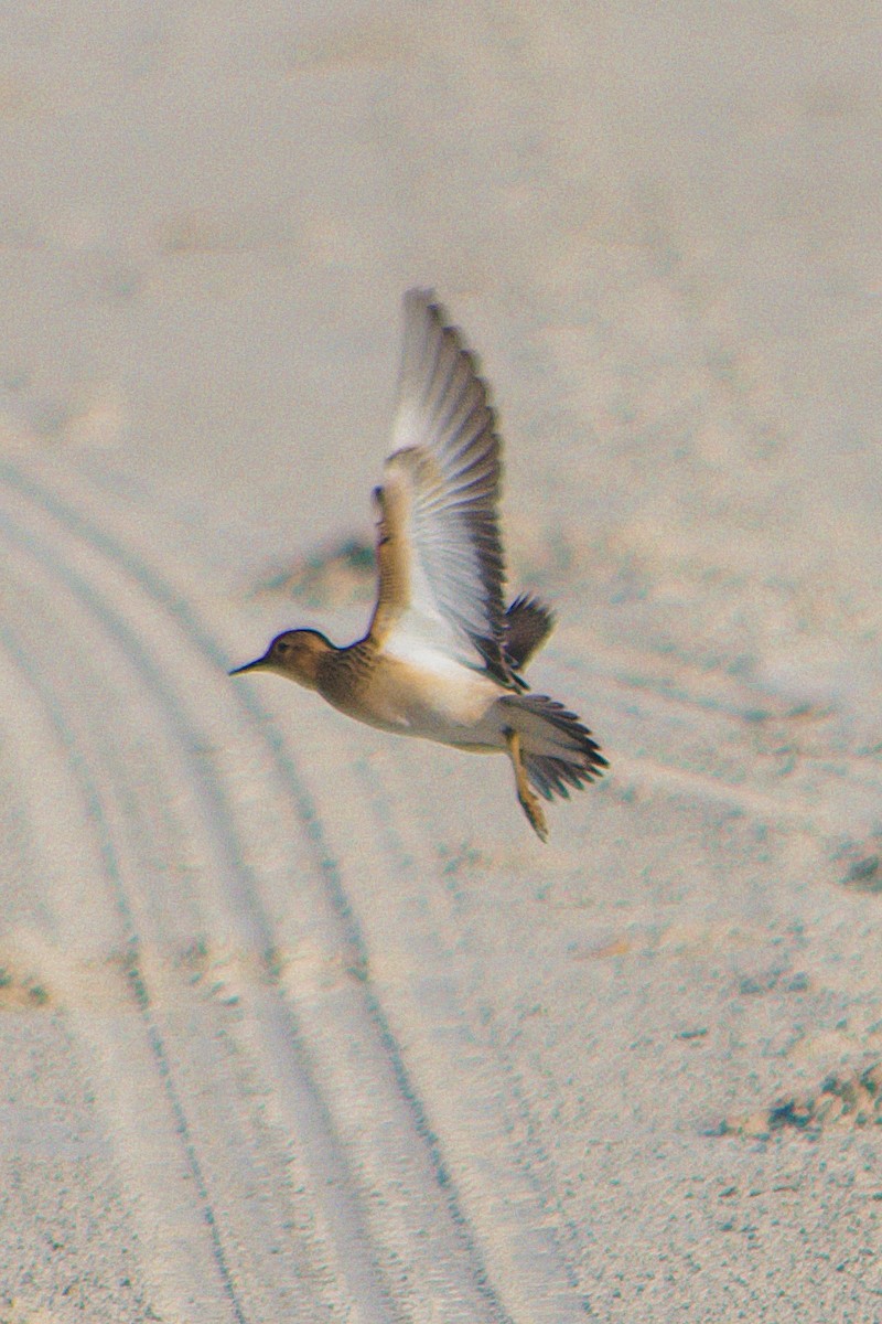 Buff-breasted Sandpiper - ML369237531