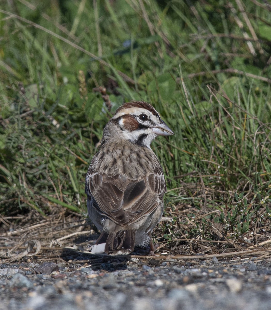 Lark Sparrow - ML369244581