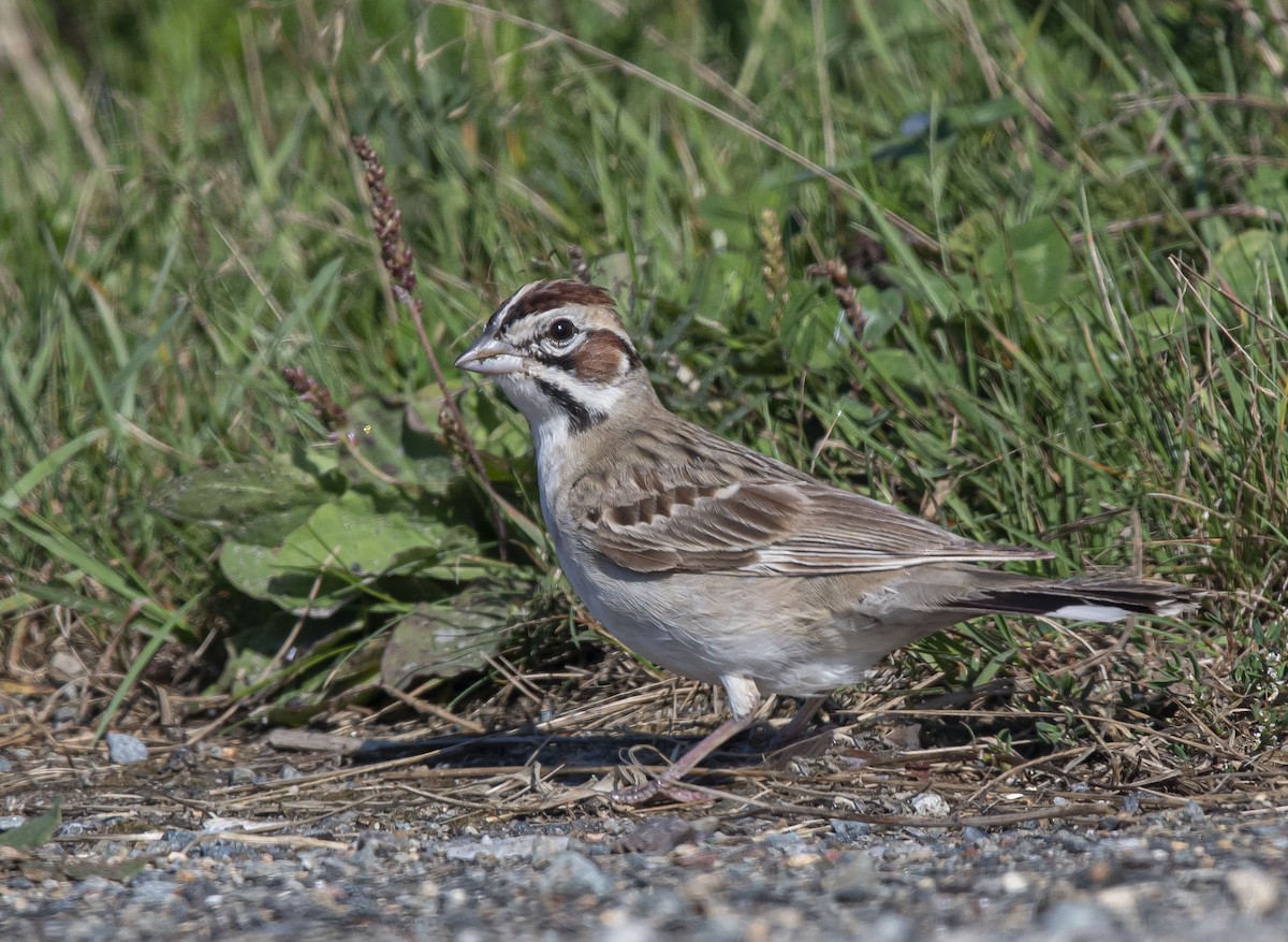 Lark Sparrow - ML369244591