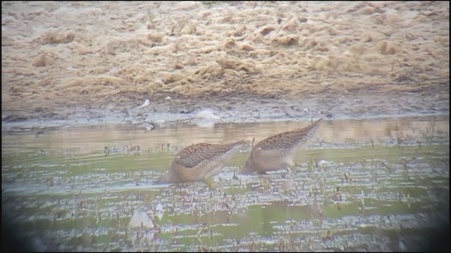 Long-billed Dowitcher - ML369244761