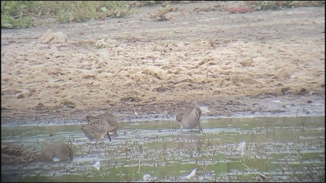 Long-billed Dowitcher - ML369244891