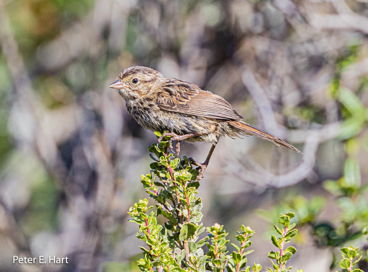 Song Sparrow - ML369245001