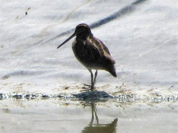 Wilson's Snipe - ML369245011