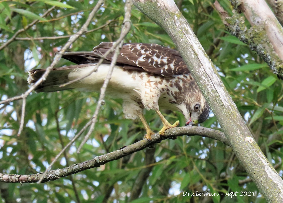 Broad-winged Hawk - ML369245501