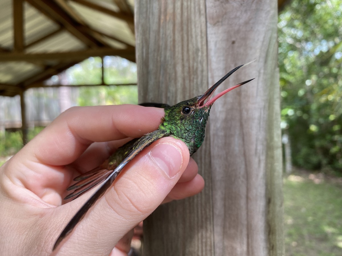 Rufous-tailed Hummingbird - ML369246591