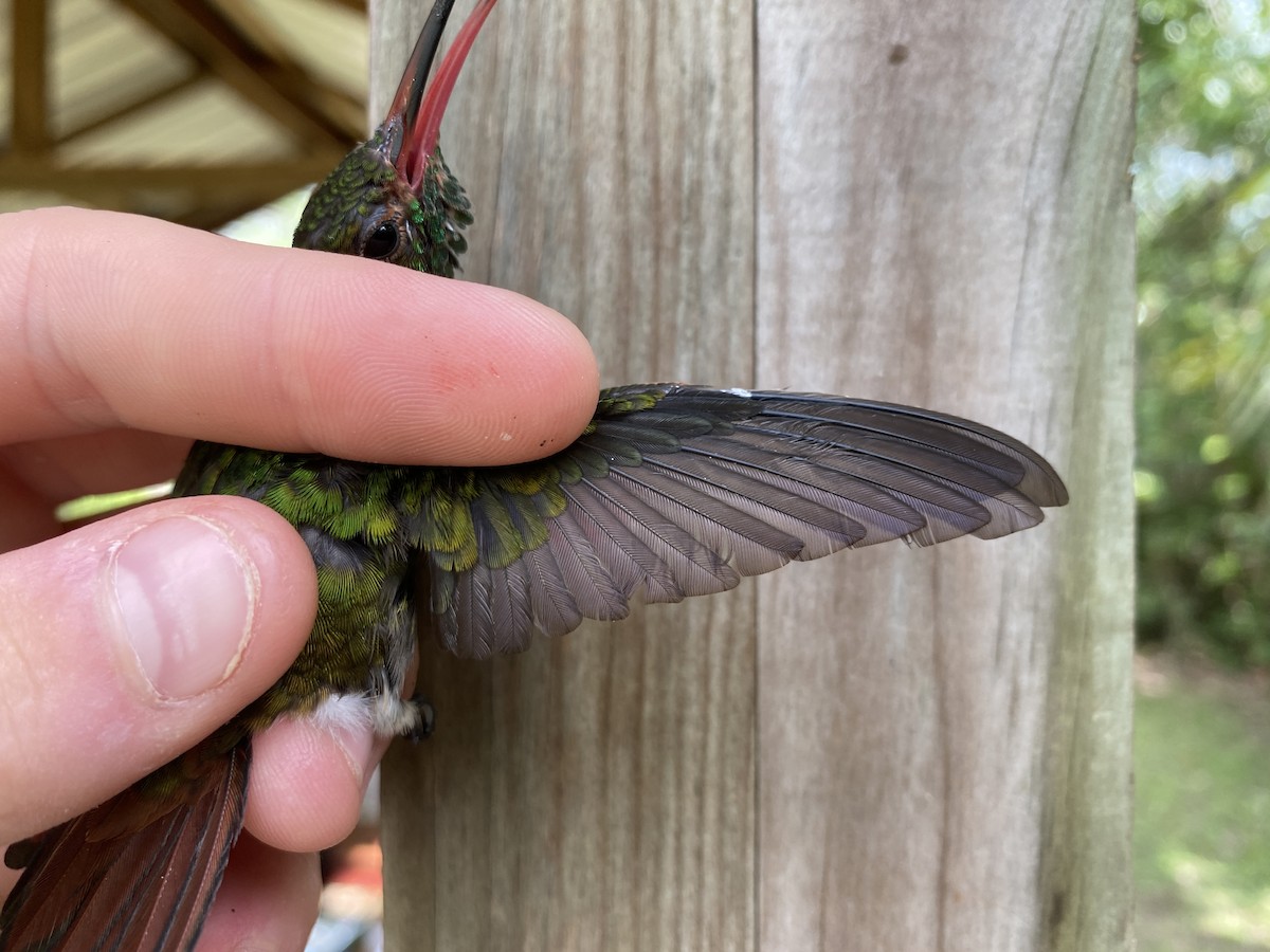 Rufous-tailed Hummingbird - ML369246601
