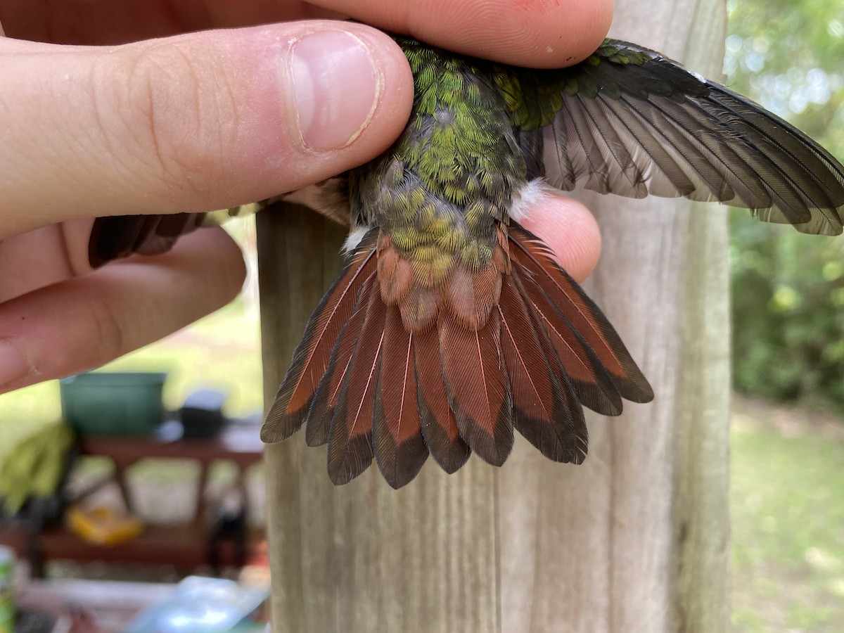 Rufous-tailed Hummingbird - ML369246611