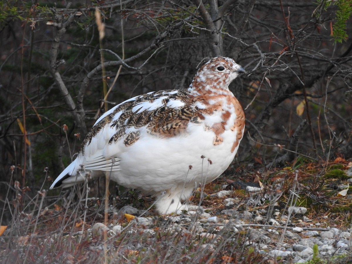 Willow Ptarmigan - France Desbiens