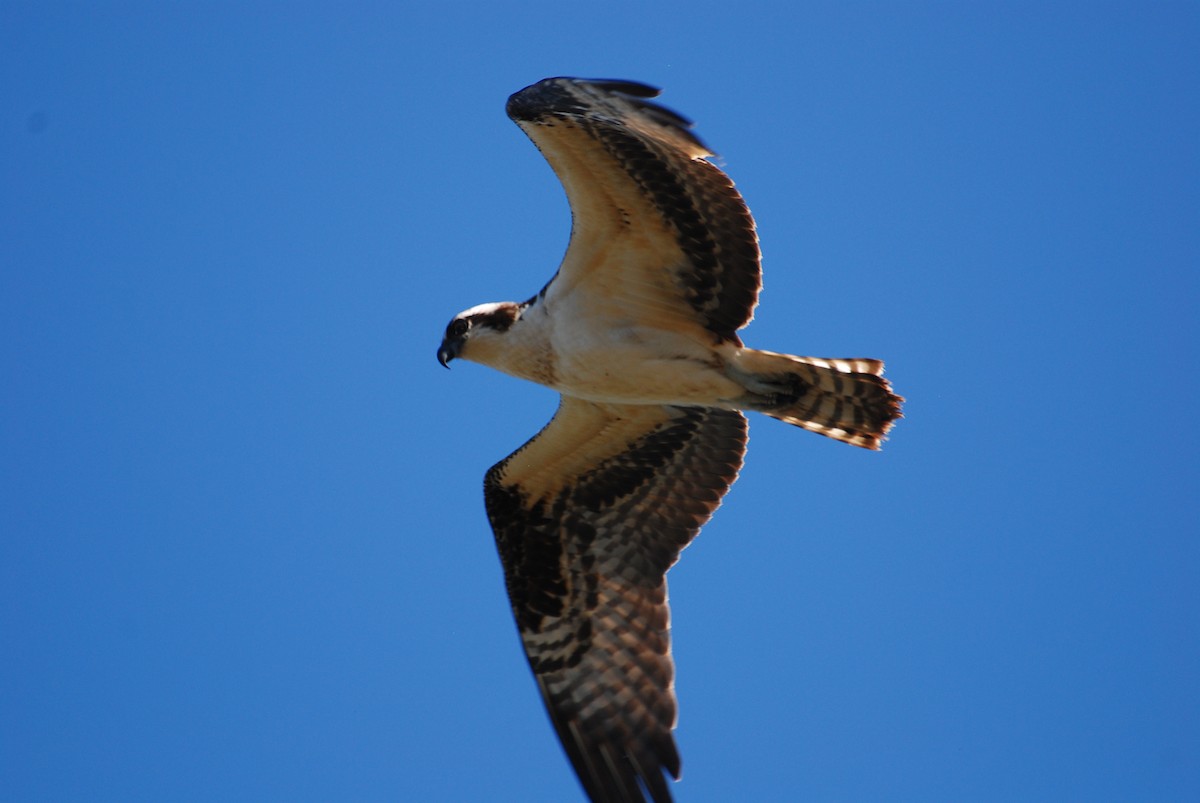 Osprey (carolinensis) - ML36924891