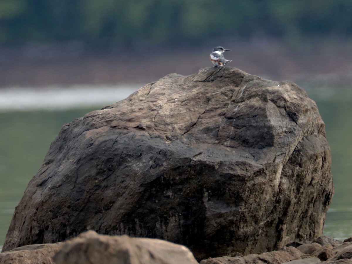 Belted Kingfisher - ML369248981