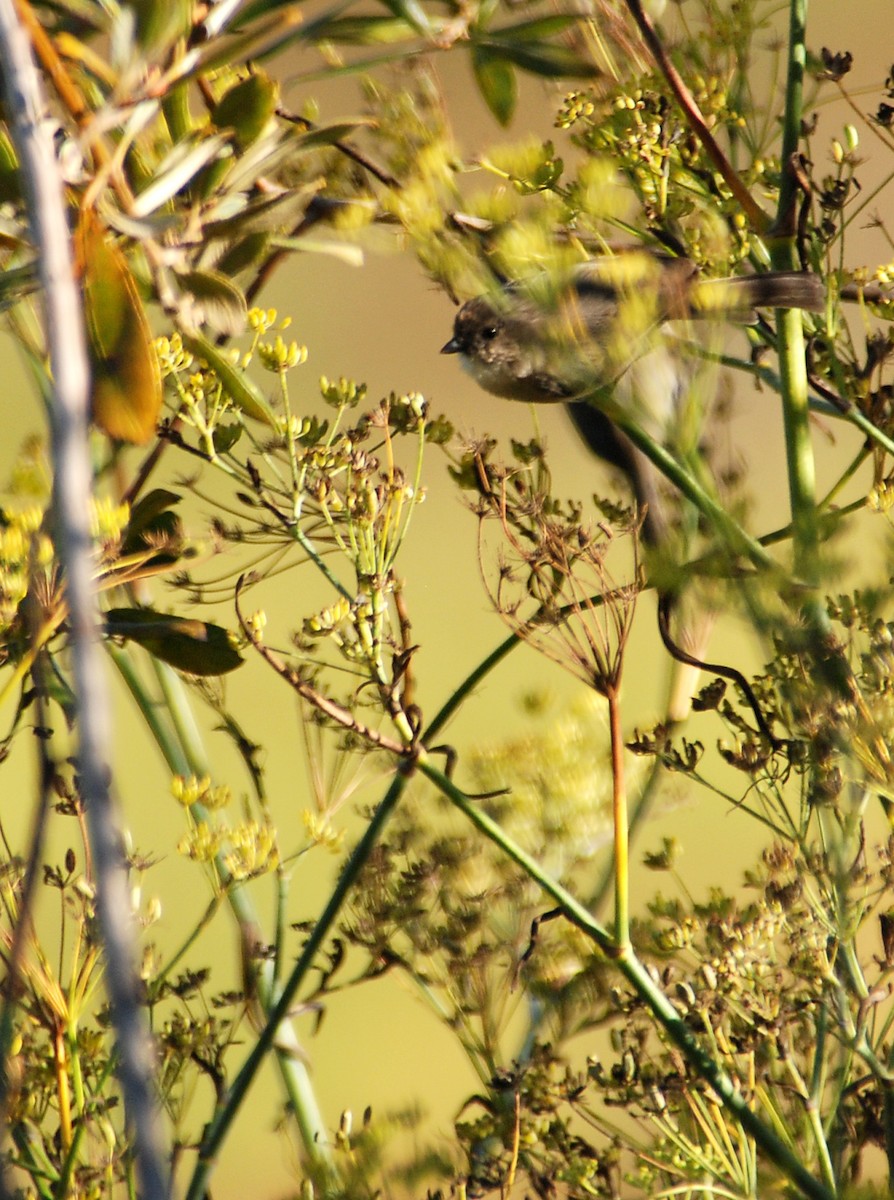 Bushtit (Pacific) - ML36924921