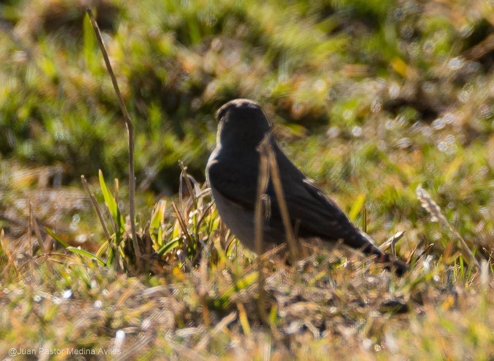 カオグロイワタイランチョウ - ML369249391