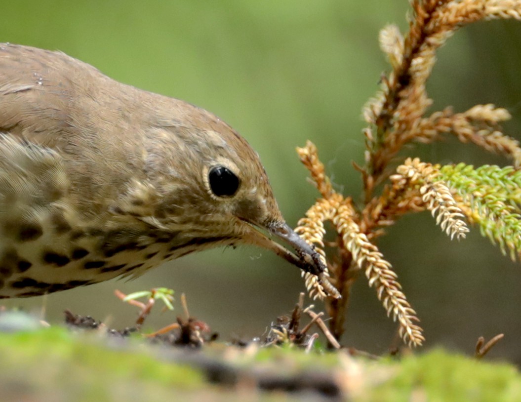 Hermit Thrush - ML369249481